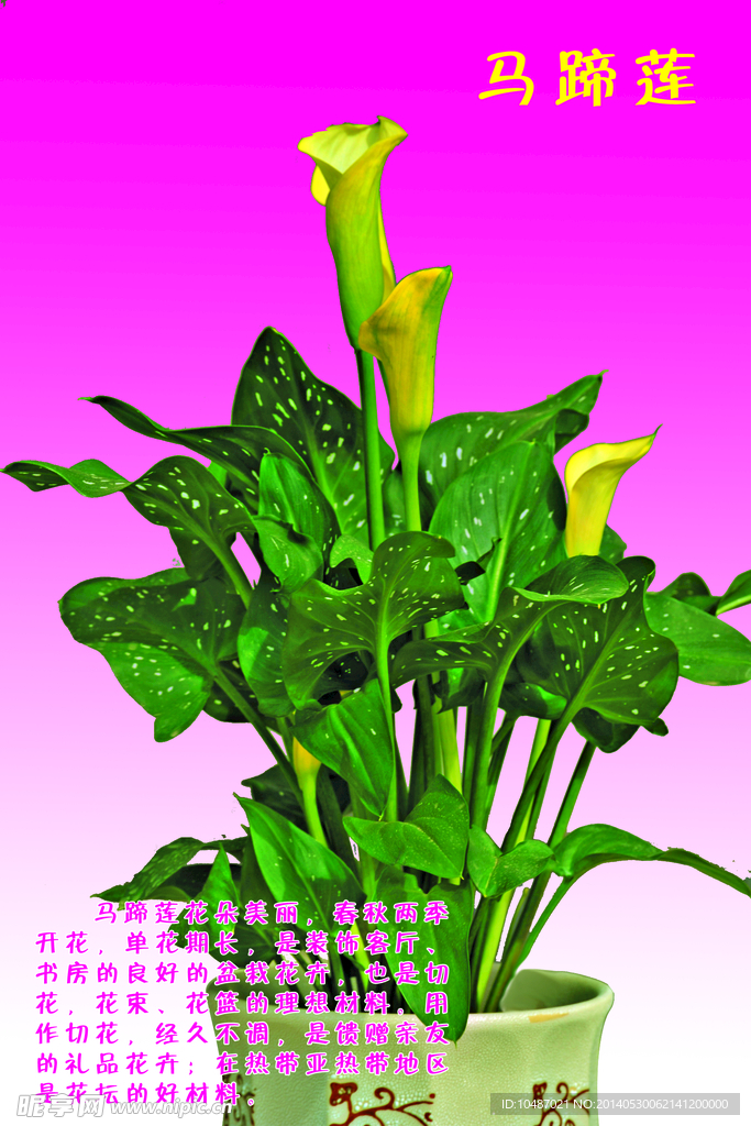 马蹄莲