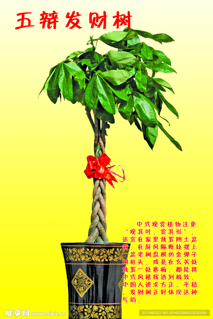 发财树