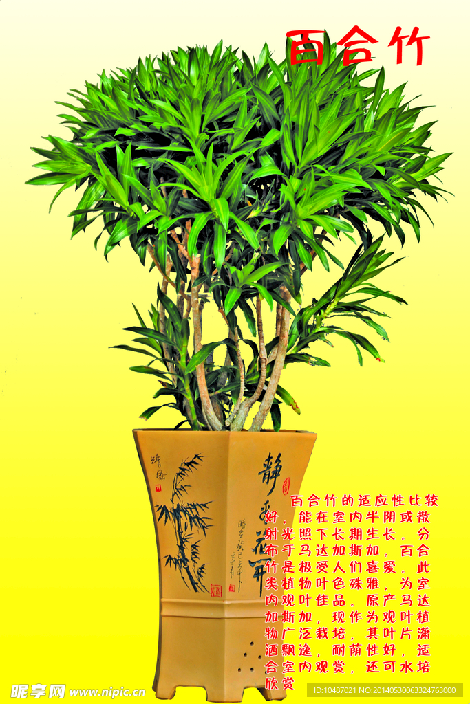 百合竹