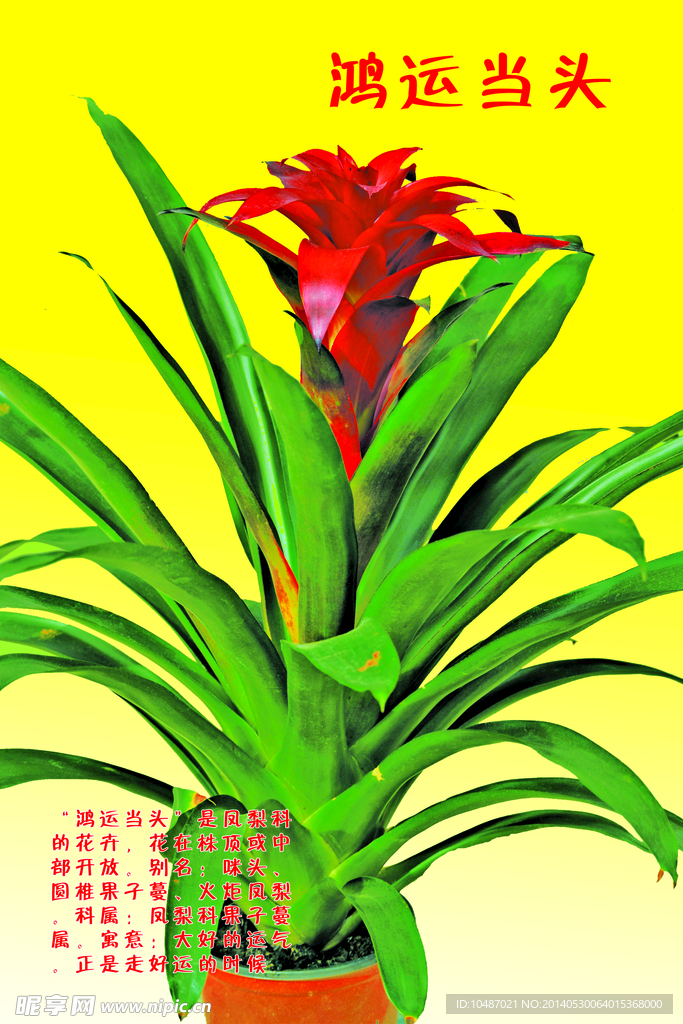 鸿运当头