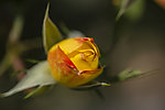月季花蕾