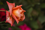 月季花