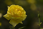 月季花