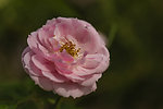 蔷薇花