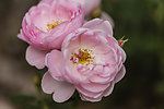 蔷薇花