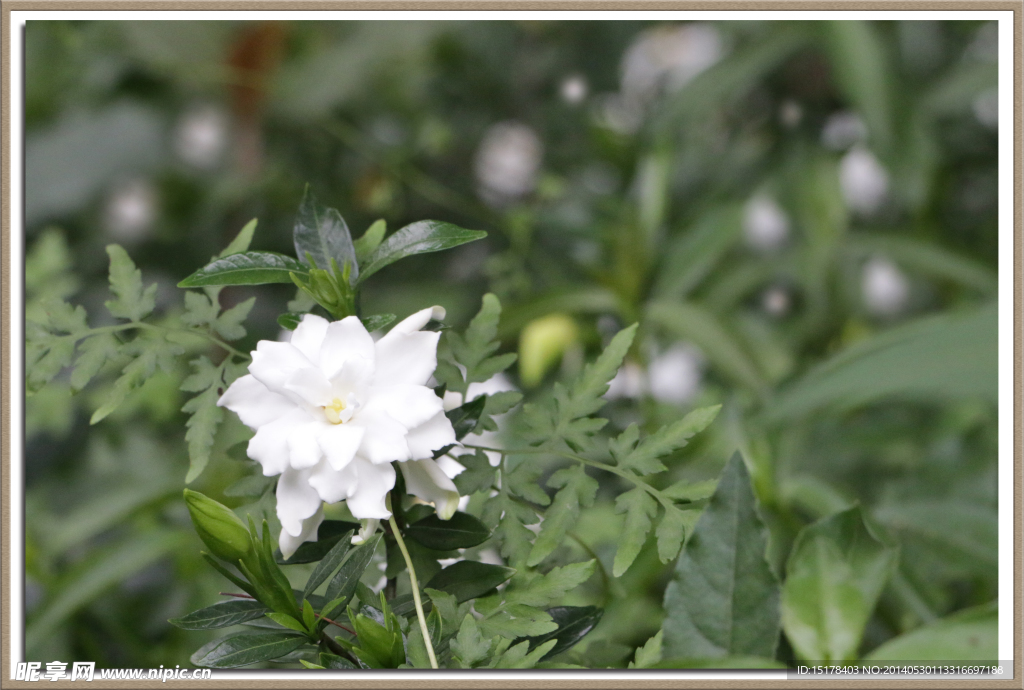 栀子花