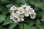 山楂花
