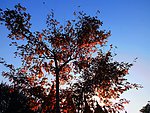 夕照枫红