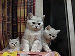 猫 赛级银渐猫 银渐
