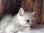 赛级银渐猫