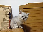 赛级银渐猫