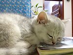 赛级银渐猫