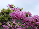 杜鹃花