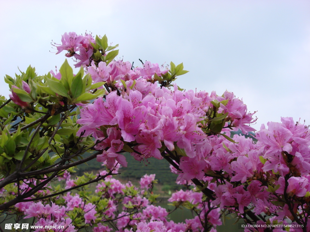 杜鹃花