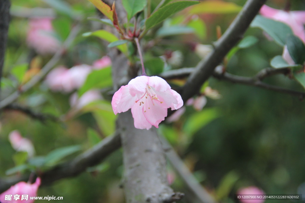 美丽的樱花