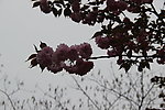 花团锦簇