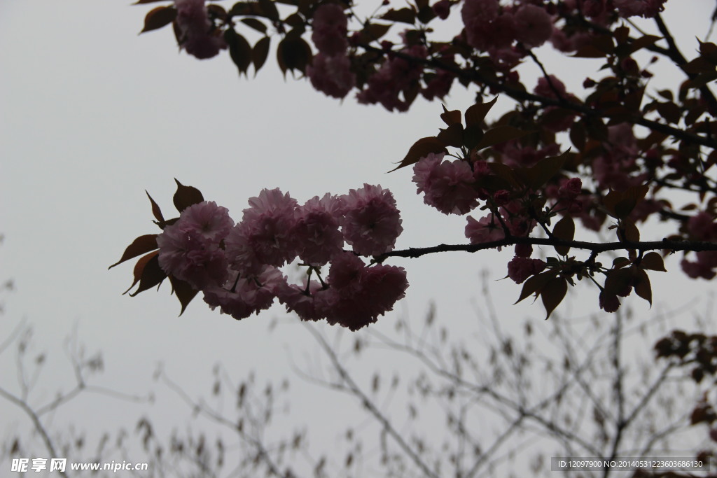 花团锦簇