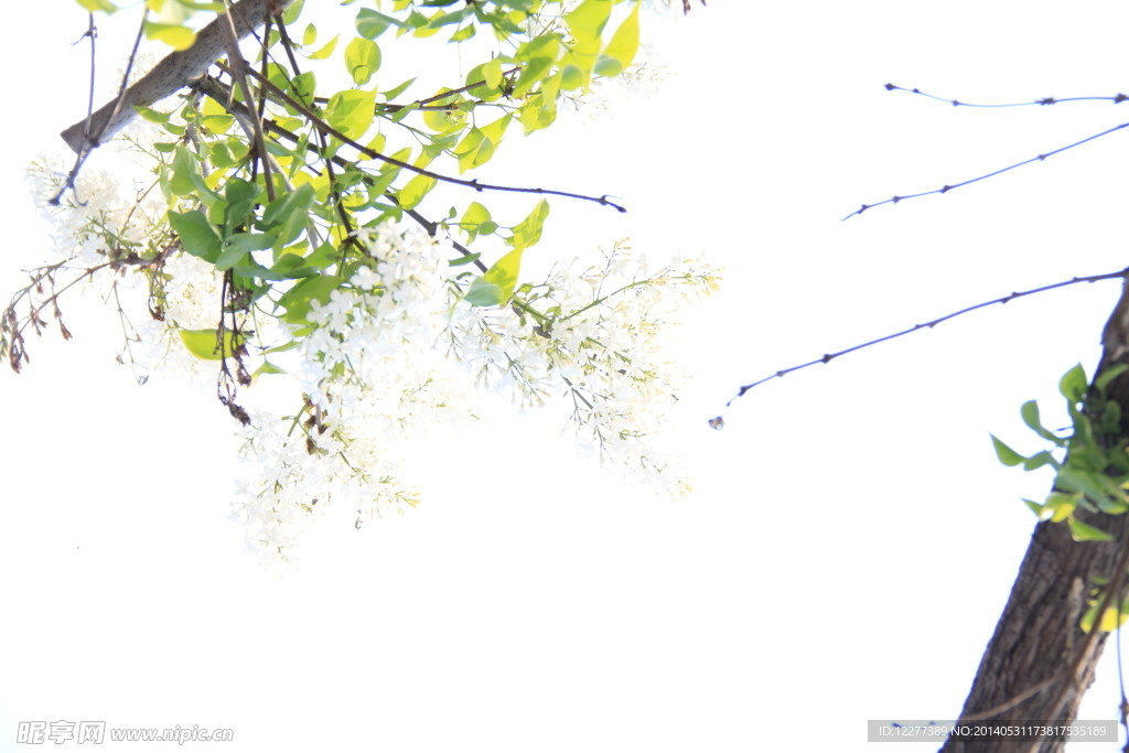 花树