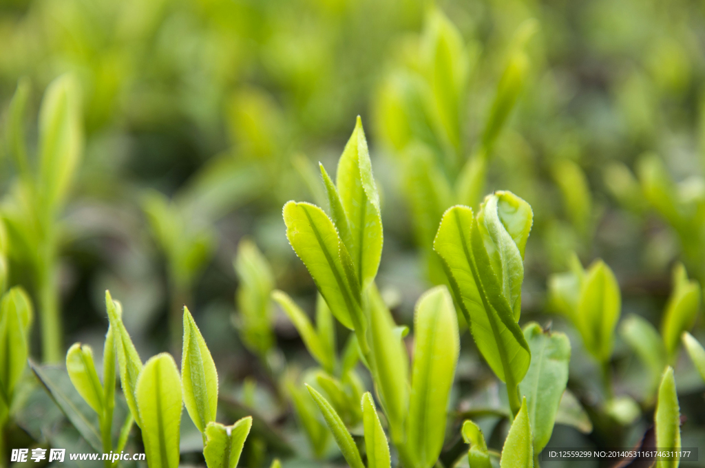 茶叶 绿茶