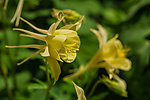 黄色耧斗菜