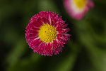 雏菊