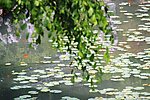 水中小景