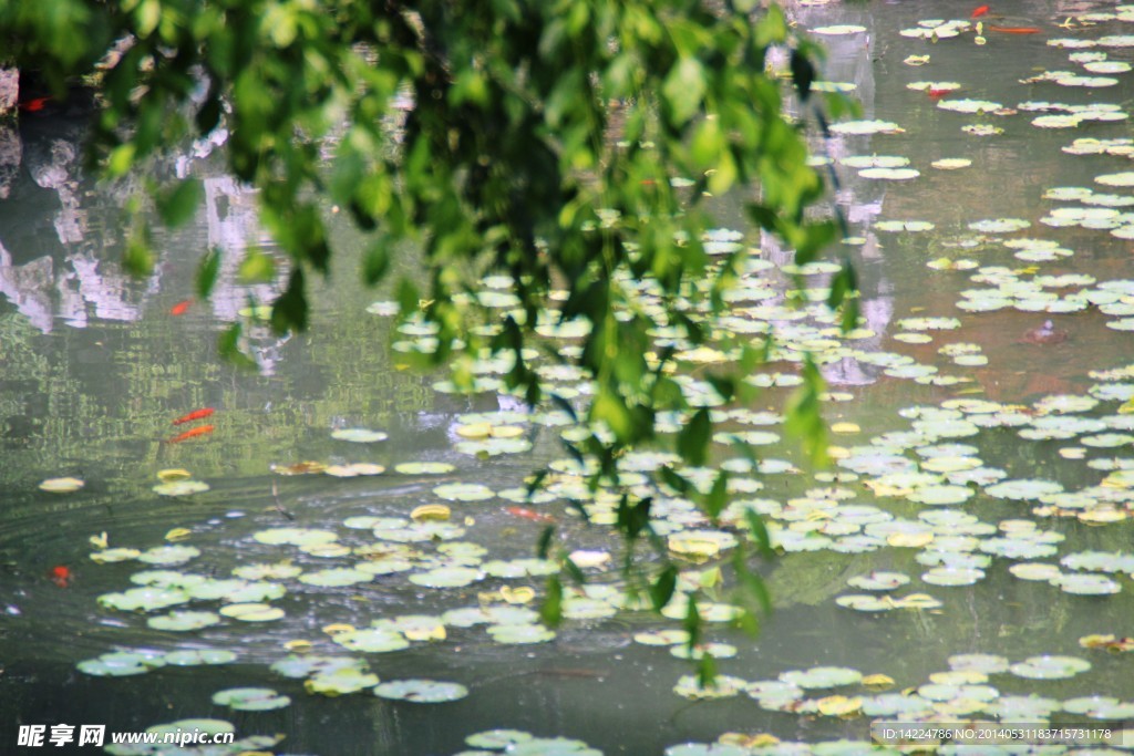 水中小景