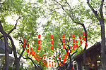 大红灯笼与树
