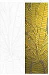 金芭蕉