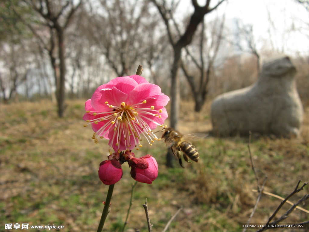 蜜蜂采蜜