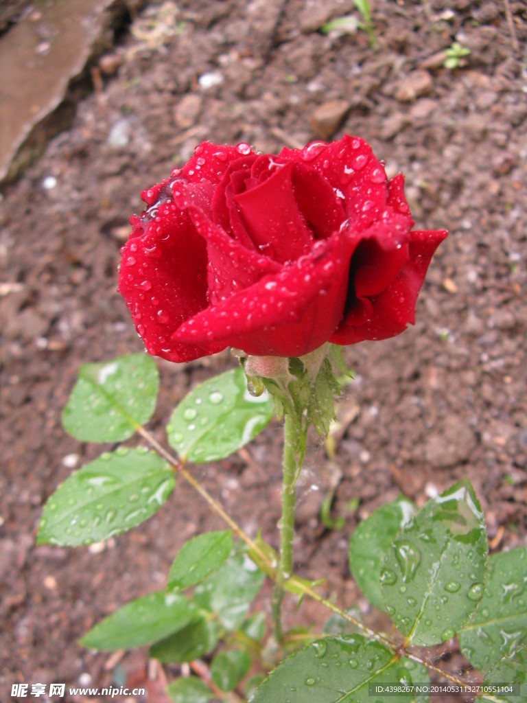 雨中玫瑰 月季