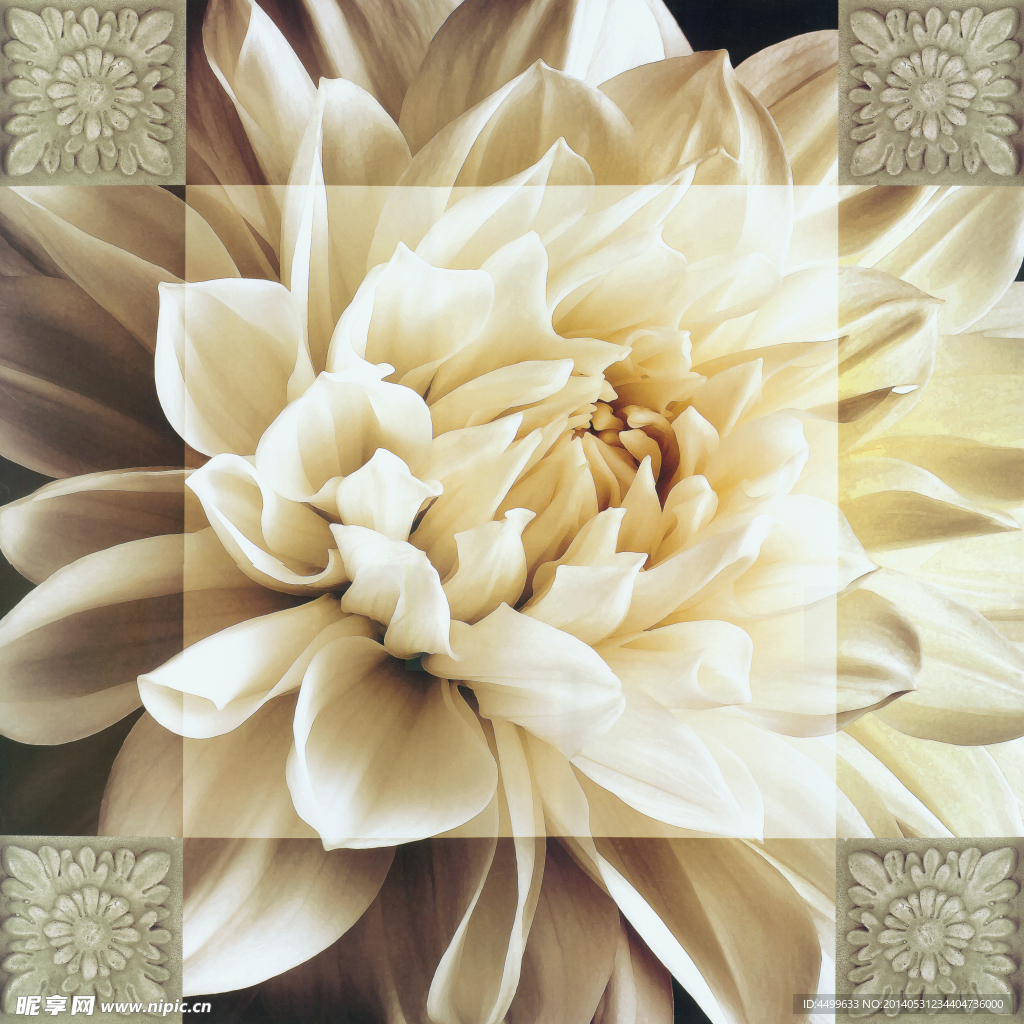 菊花
