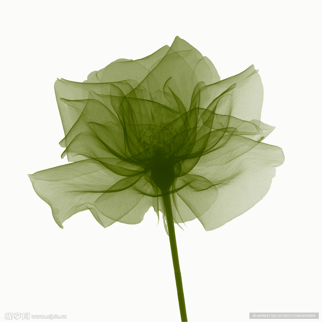玫瑰花