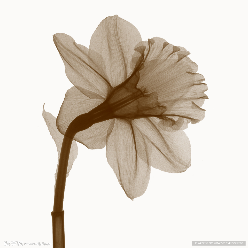 花卉 无框画