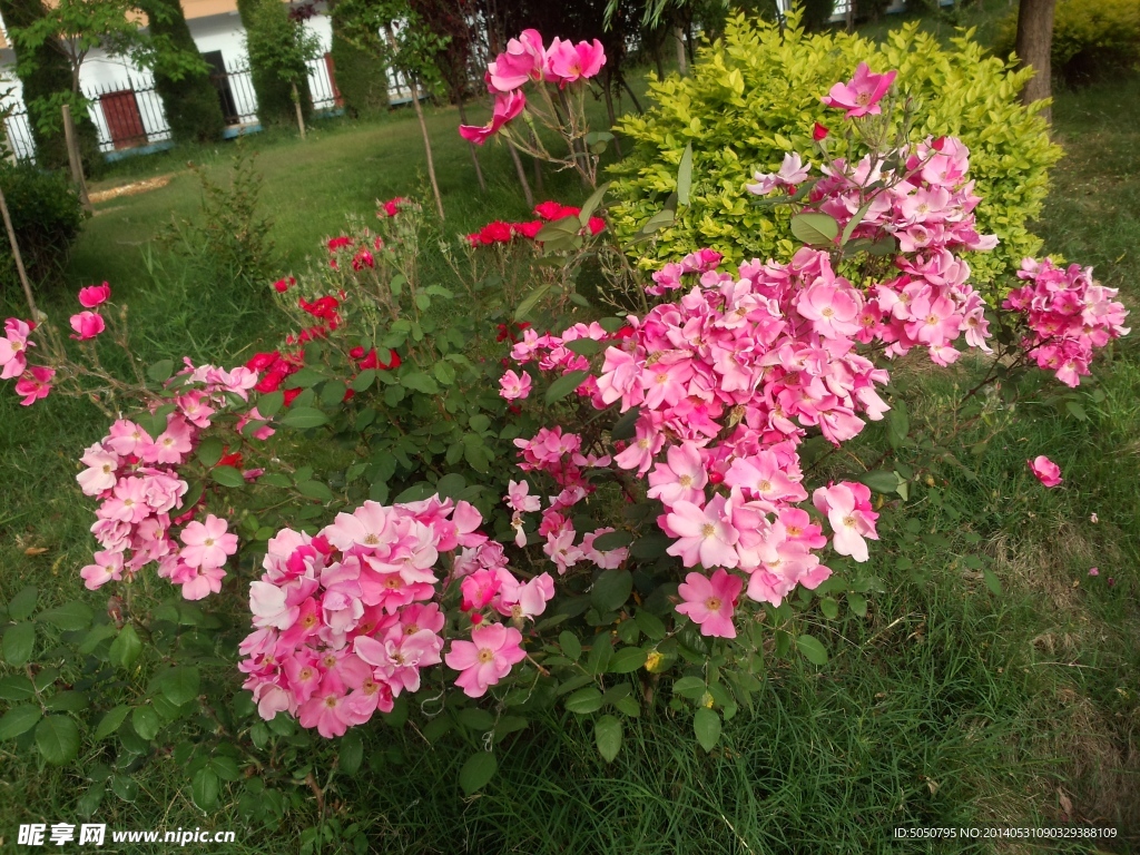 月季花摄影