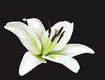 百合