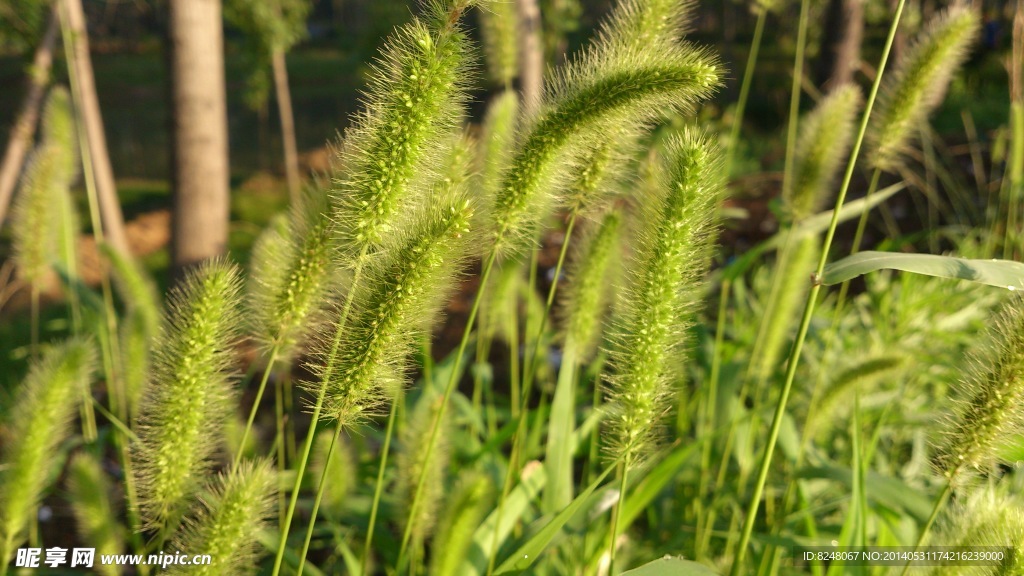 狗尾草