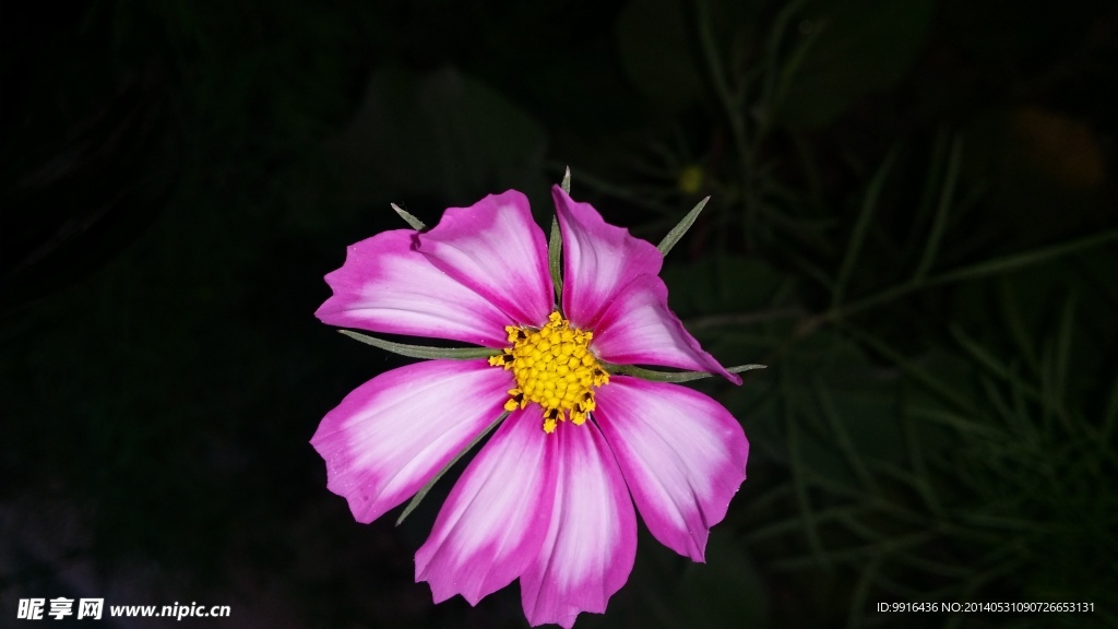 波斯菊
