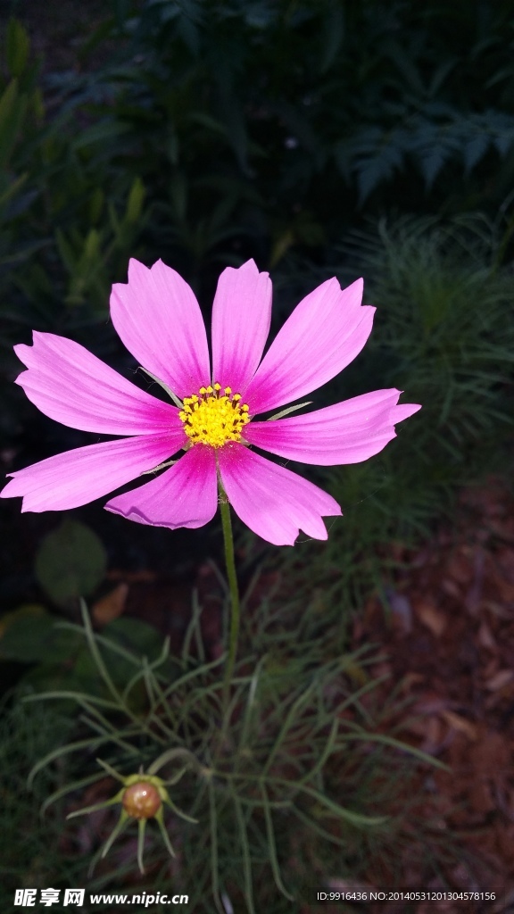波斯菊
