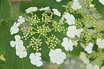 琼花