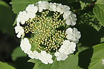 琼花