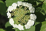 琼花