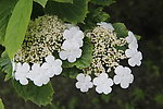 琼花