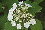 琼花