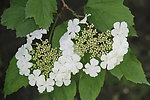 琼花