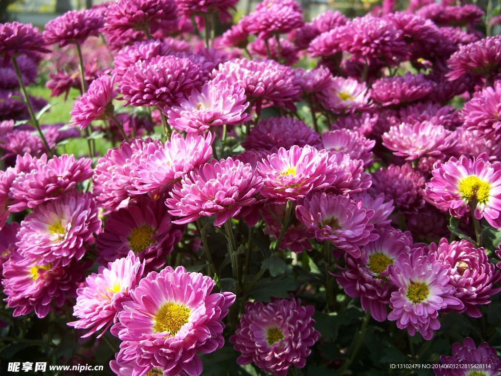 菊花