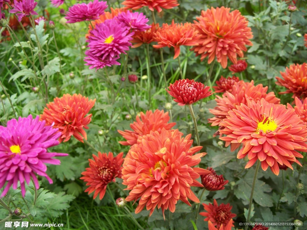 菊花