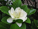 栀子花开