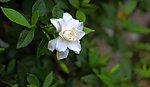 栀子花开