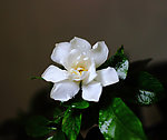 栀子花开